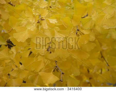 Gelb