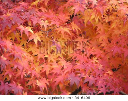 Ahorn im Herbst