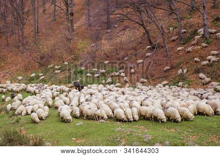 Flock Of Sheep And Donkeys On The Bank Of The River Near The Autumn Beech Forest