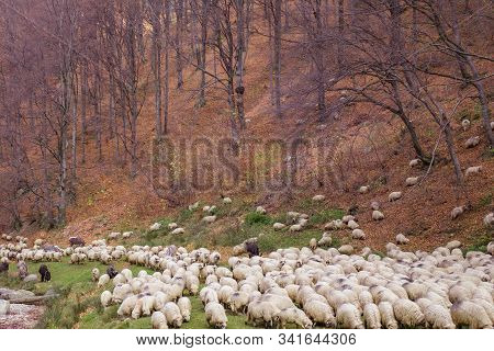 Flock Of Sheep And Donkeys On The Bank Of The River Near The Autumn Beech Forest