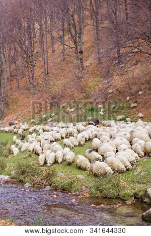 Flock Of Sheep And Donkeys On The Bank Of The River Near The Autumn Beech Forest
