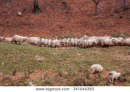 Flock Of Sheep And Donkeys On The Bank Of The River Near The Autumn Beech Forest
