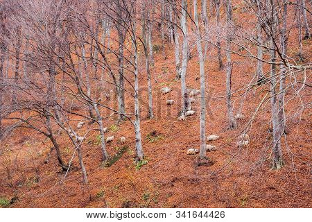 Flock Of Sheep And Donkeys On The Bank Of The River Near The Autumn Beech Forest