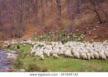 Flock Of Sheep And Donkeys On The Bank Of The River Near The Autumn Beech Forest