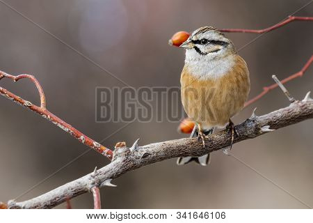Common Buzzard (buteo Buteo), Eating From A Rabbit On The Ground
