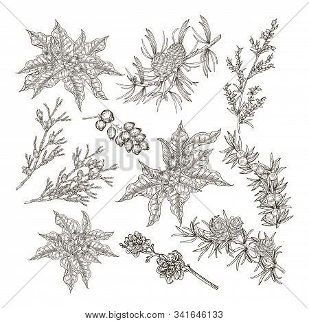 Collection Of Christmas Plants. Black And White Branches Of Poinsettia, Cedar, Fir, Sypress And Juni