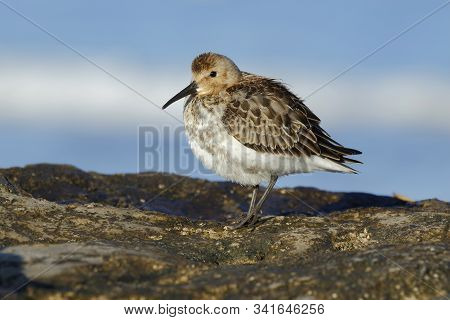Dunlin
( Calidris Alpina ) , Resting On The Rocks