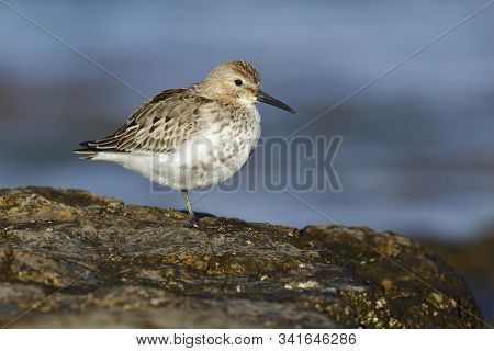 Dunlin
( Calidris Alpina ) , Resting On The Rocks