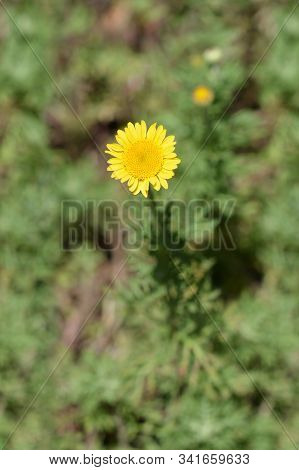 Dyers Chamomile Yellow Flower - Latin Name - Cota Tinctoria (anthemis Tinctoria)