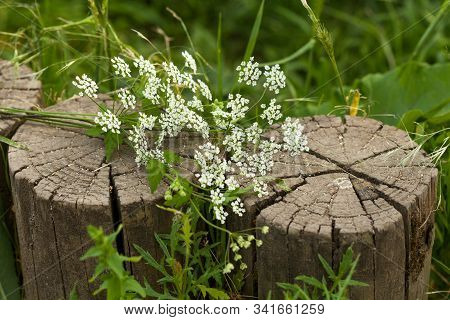 White Yarrow On The Old Two Stapms