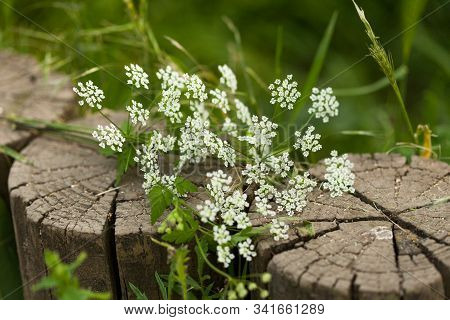 White Yarrow On The Old Two Stapms