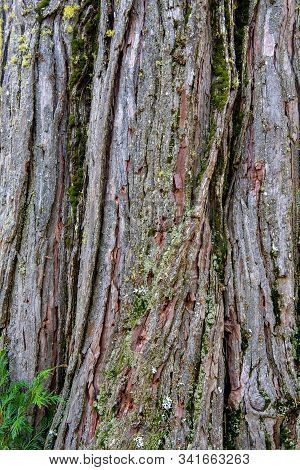 The Bark Of A Pine Tree, Pinus Sp, Near The Base, Top View, With Green Moss And White And Yellow Lic