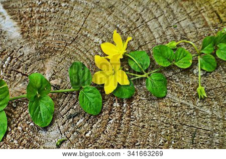 Lysimachia Nummularia Aurea In The Shade Garden