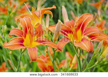 Daylily Is Brown-yellow In A Flowerbed Against Foliage. Hemerocallis Fulva