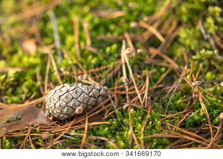 Pine Cone Lying In The Forest On The Moss.
Pine Forest, Ground Covered With Green Moss Densely Strew