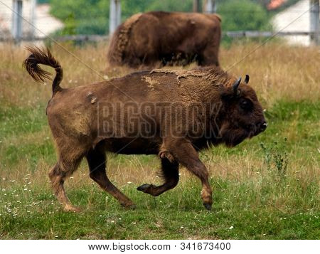 small herd of European bison (Bison bonasus), also known as Wisent or the European wood bison grazing