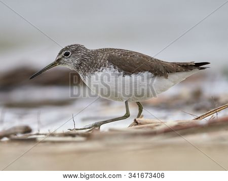 sandpiper (Tringa Ochropus) on the lake shore