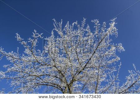 A Snowy Trees In The Blue Sky. Sunny Day