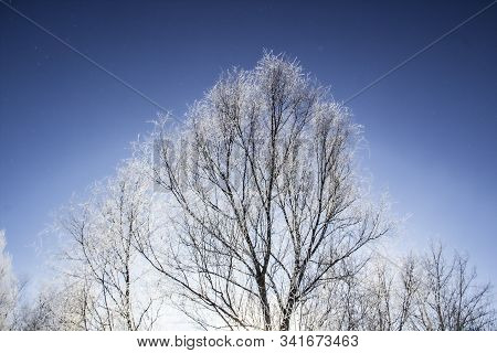A Snowy Trees In The Blue Sky. Sunny Day