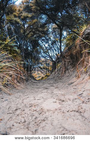 Walkway To Wharariki Beach At The Very Northern Point Of The South Island, New Zealand