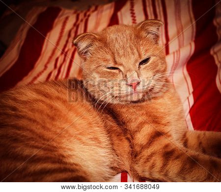 On A Blanket In Red And White Stripes Lies And Falls Asleep Young Cat Red Color, His Eyes Half Close