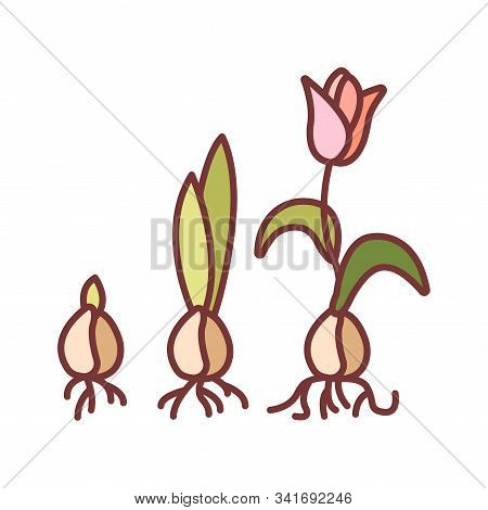 Growing Plant Stages Color Line Icon. The Seed, Germination, Growth, Reproduction, Pollination, And 