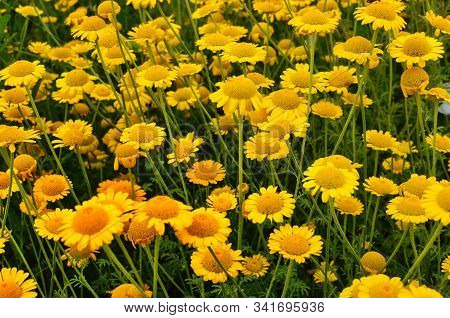 Yellow Flowers Of Cota Tinctoria Plants