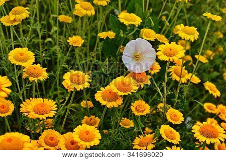 Yellow Flowers Of Cota Tinctoria Plants