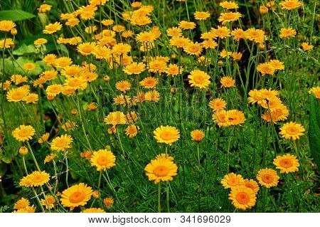 Yellow Flowers Of Cota Tinctoria Plants