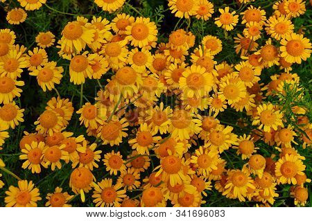 Yellow Flowers Of Cota Tinctoria Plants