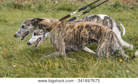 Dog Sport. Two Whippets Who Won The Competition For Coursing, Running For A Mechanical Hare. Animal 