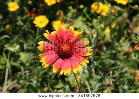 Beautiful Red-yellow Flower Among The Green Leaves