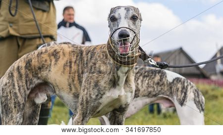 Dog Sport. Whippet Who Won The Competition For Coursing, Running For A Mechanical Hare. Animal Sport