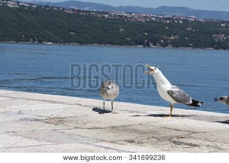 Three Seagulls By The Sea Beside Rocky Shore