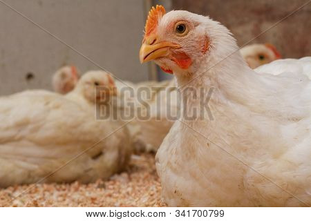Poultry Farm With Chicken. Husbandry, Housing Business For The Purpose Of Farming Meat, White Chicke