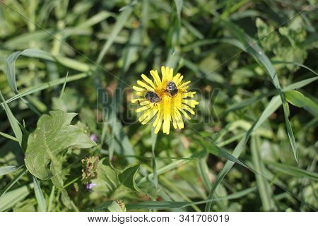 Two Bronze Beetles Sitting On A Flower Of Dandelion Officinalis Close-up. Can Be Used As Background 