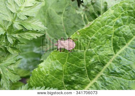 Beetle (shield Bug) Sitting On A Leaf Of Grass, Close-up. Can Be Used As Background Or Wallpaper. Fo