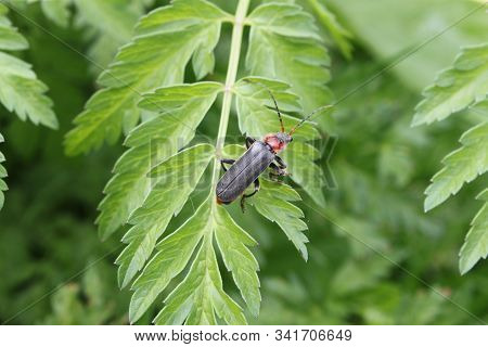 Beetle (brown Soft-body) Sitting On A Leaf Of Grass, Close-up. Can Be Used As Background Or Wallpape