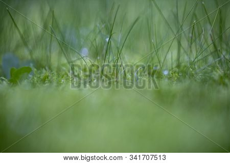 Green Grass Macro Background With Water Drops