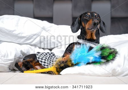 Cute Black And Tan Dachshund Wearing Maid Costume Lay With Feather Duster On White Bed Or Sofa. Home