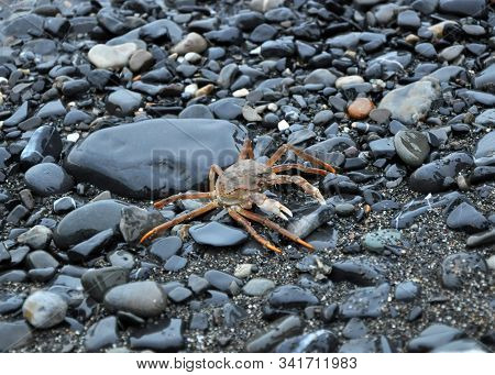 A Brown Crab Crawls Over Black Rocks