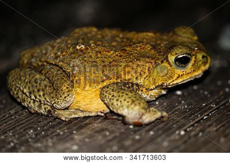 A Southern American Toad On A Wooden Board