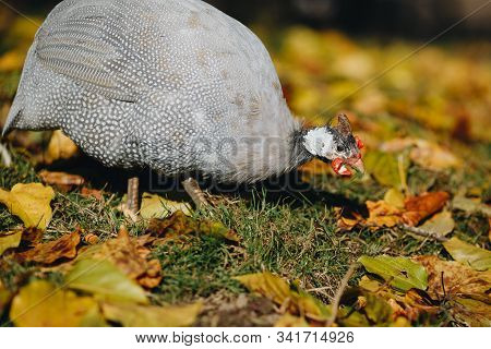 Helmeted Guineafowl Numida Meleagris Reichnowi Foraging For Food