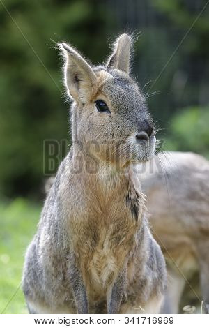 Patagonian Mara - Dolichotis Patagonum 
Large Rodent From Argentina