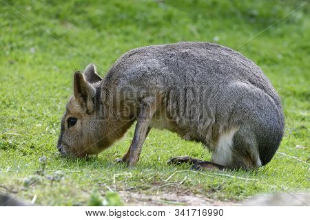 Patagonian Mara - Dolichotis Patagonum 
Large Rodent From Argentina