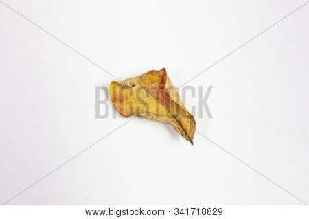 Isolated Crepe Myrtle Lef In Fall Colors Of Yellows And Reds Having Fallen From The Tree And Drying 