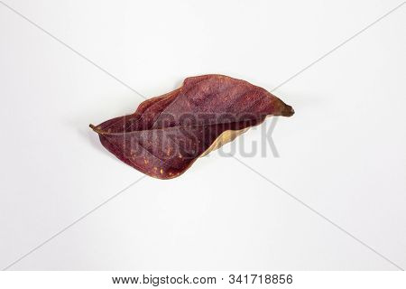 Isolated Crepe Myrtle Lef In Fall Colors Of Yellows And Reds Having Fallen From The Tree And Drying 