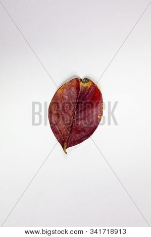 Isolated Crepe Myrtle Lef In Fall Colors Of Yellows And Reds Having Fallen From The Tree And Drying 