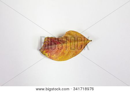Isolated Crepe Myrtle Lef In Fall Colors Of Yellows And Reds Having Fallen From The Tree And Drying 