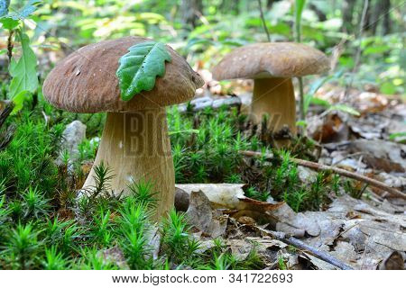Two Nice Specimen Of Boletus Edulis Or Penny Bun Mushrooms In Oak Forest, One Green Oak Leaf On The 